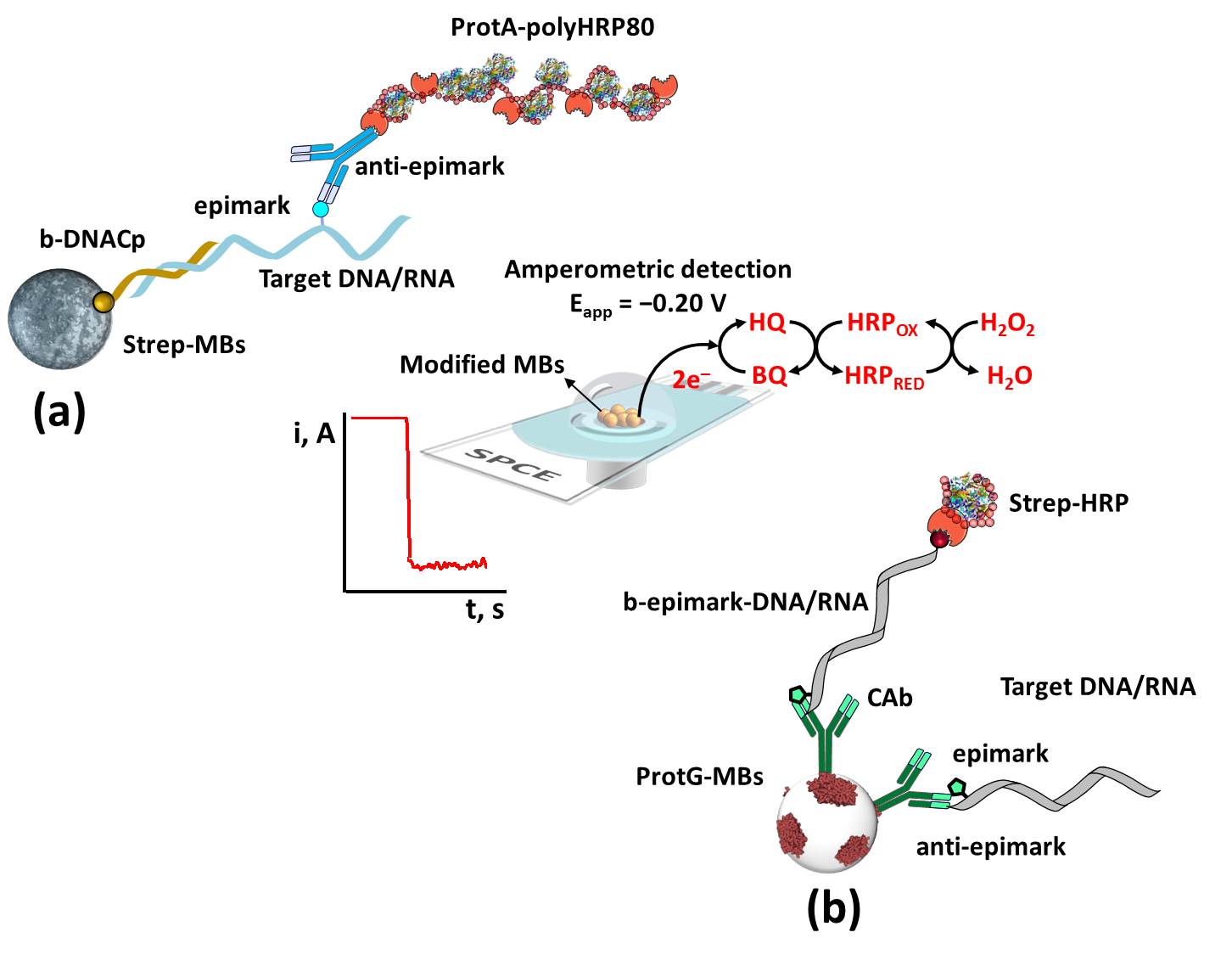Figure 1. Schematic diagram of the biosensing platforms developed for the determination of methylations in nucleic acids at regional (a) and global (b) levels.